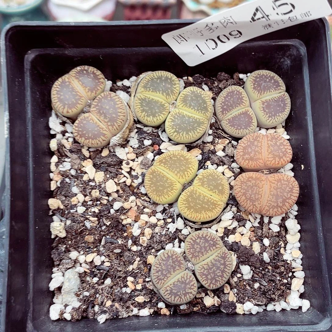 生石花满18包邮1009-45