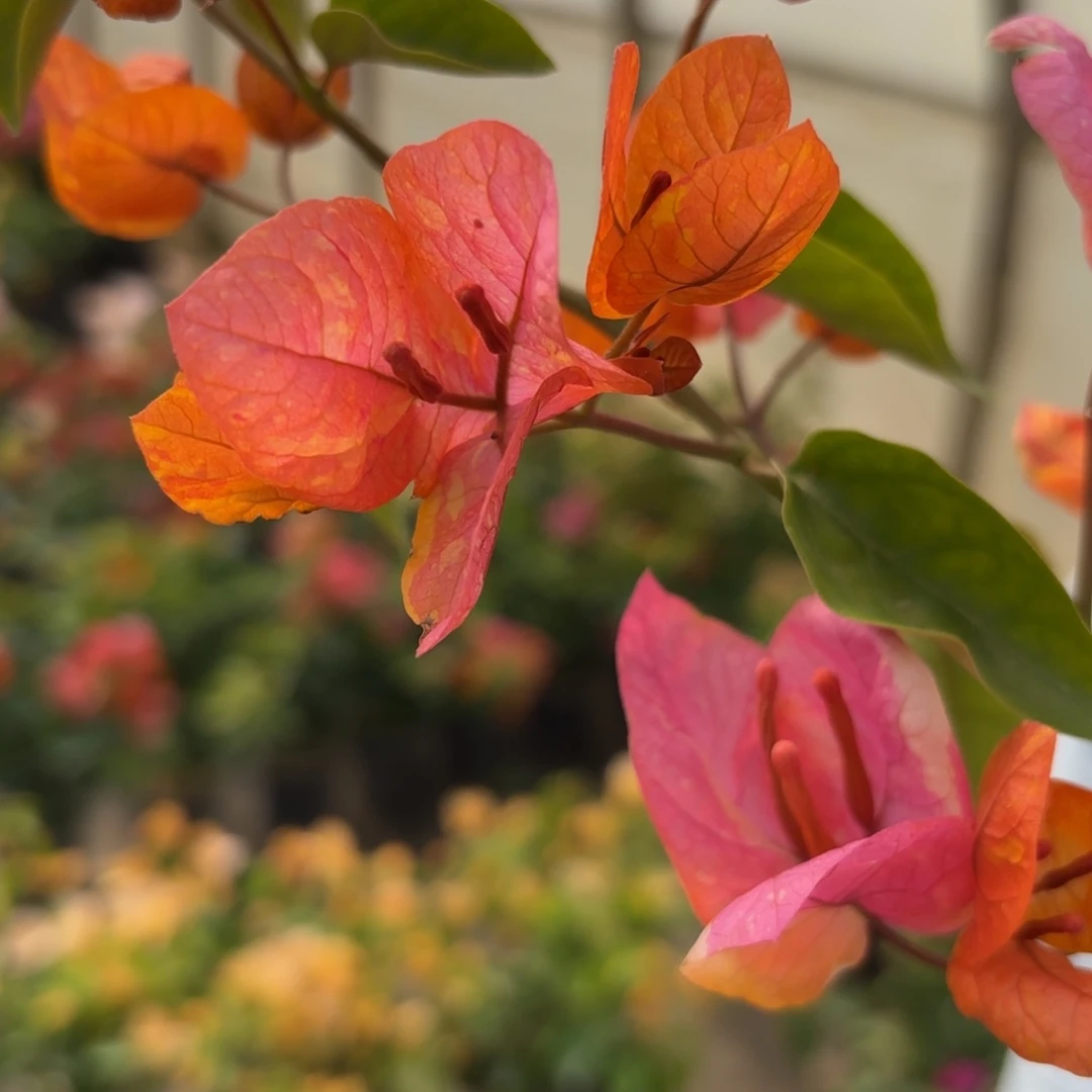 完全开放（阿达娜）三角梅会落花落叶会光杆苗有大有小