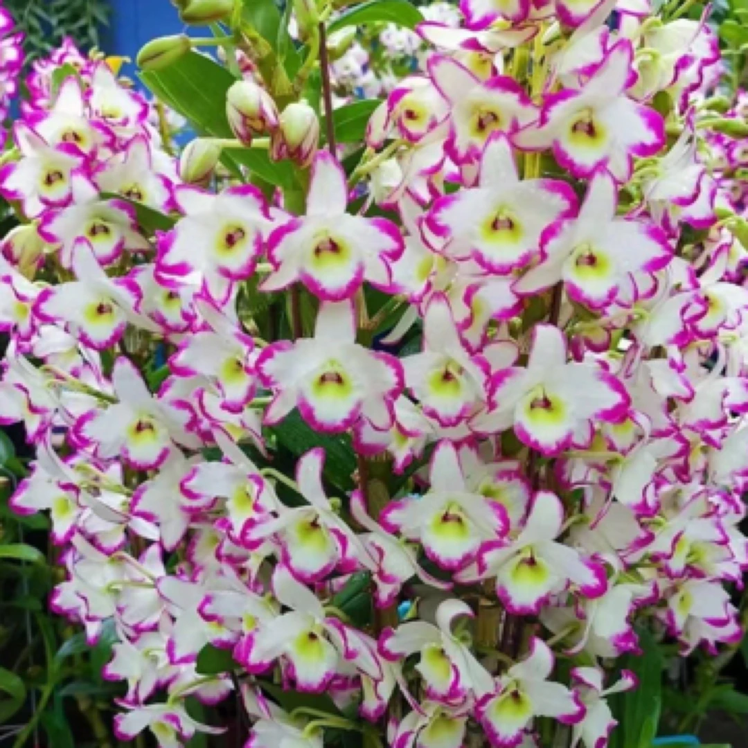 经典泼墨春石斛耳环盆栽易养活花期长