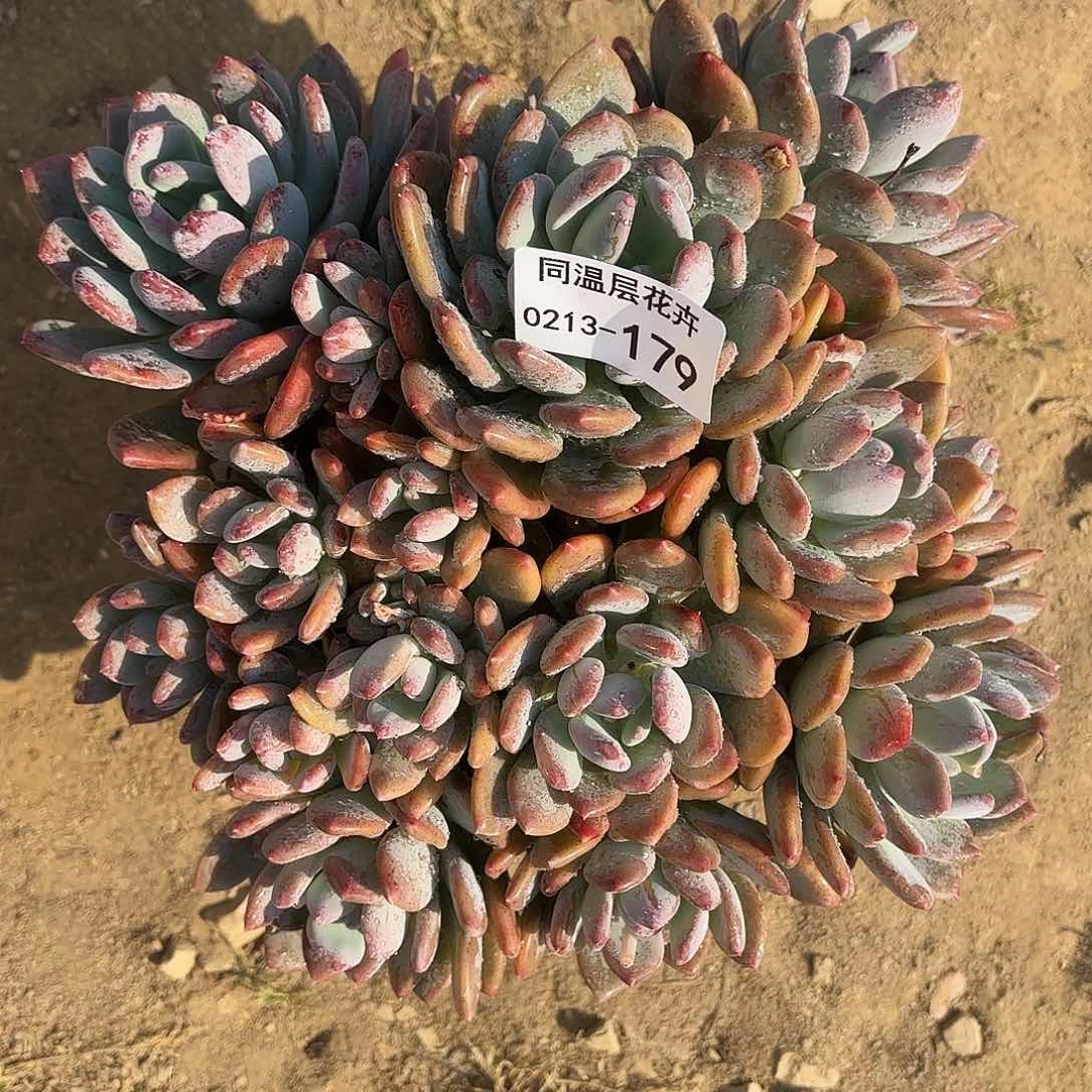 同温层多肉179灰姑娘