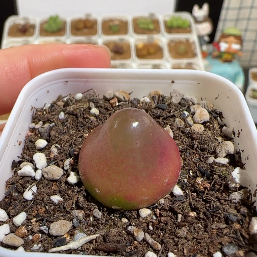肉锥多肉植物组合-灯泡748