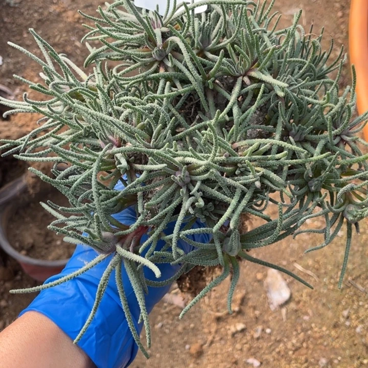 翔***儿47号天赐多肉植物