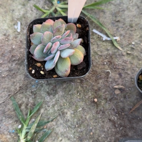 三***月16布鲁蓝缀多肉植物