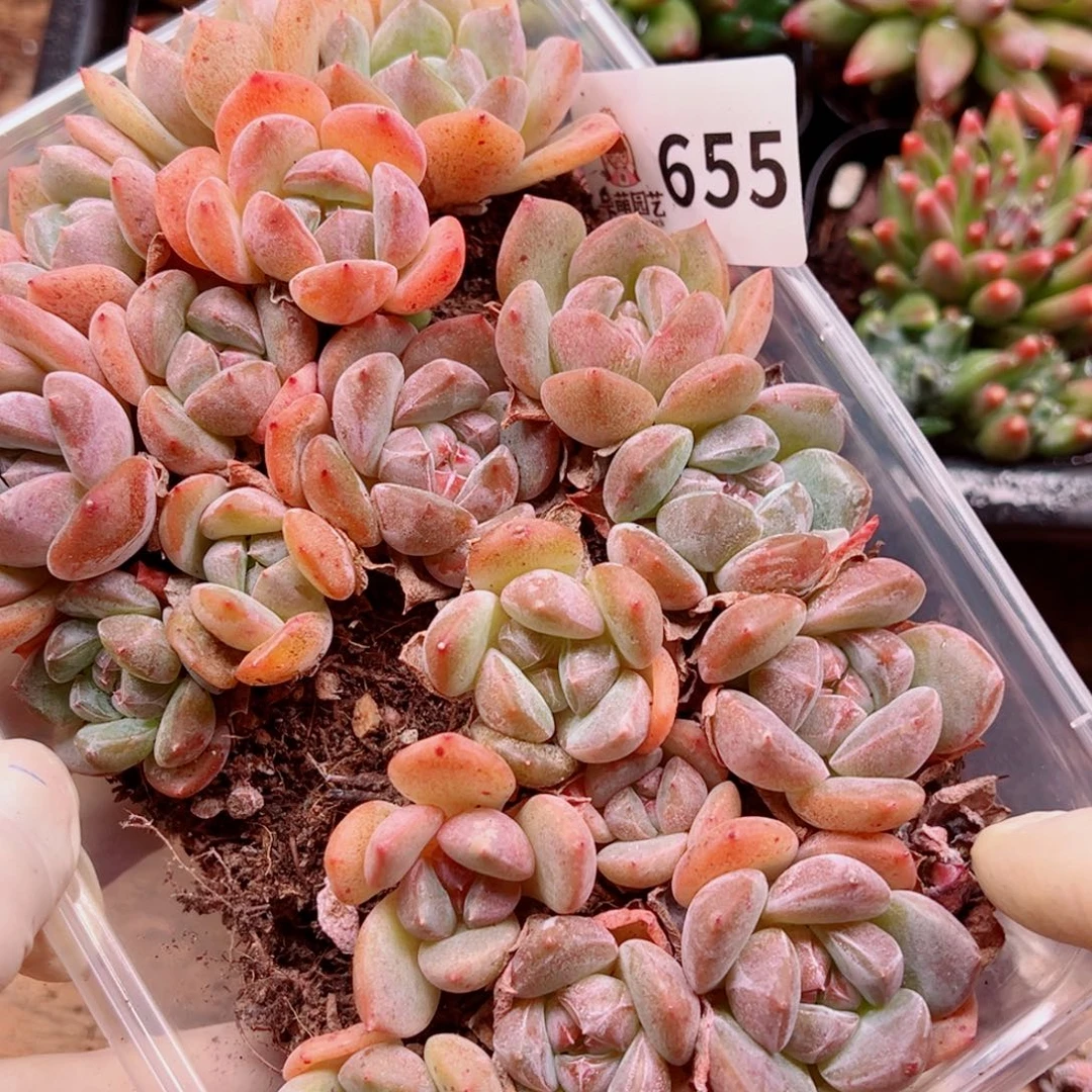 多肉植物多肉植物