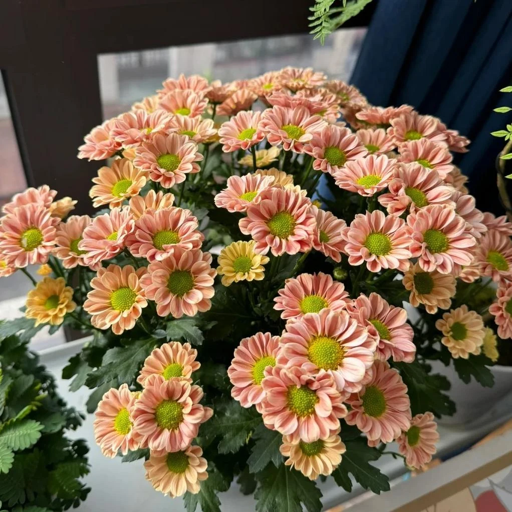 【玲珑小菊】菊花 耐热耐晒庭院阳台易养护