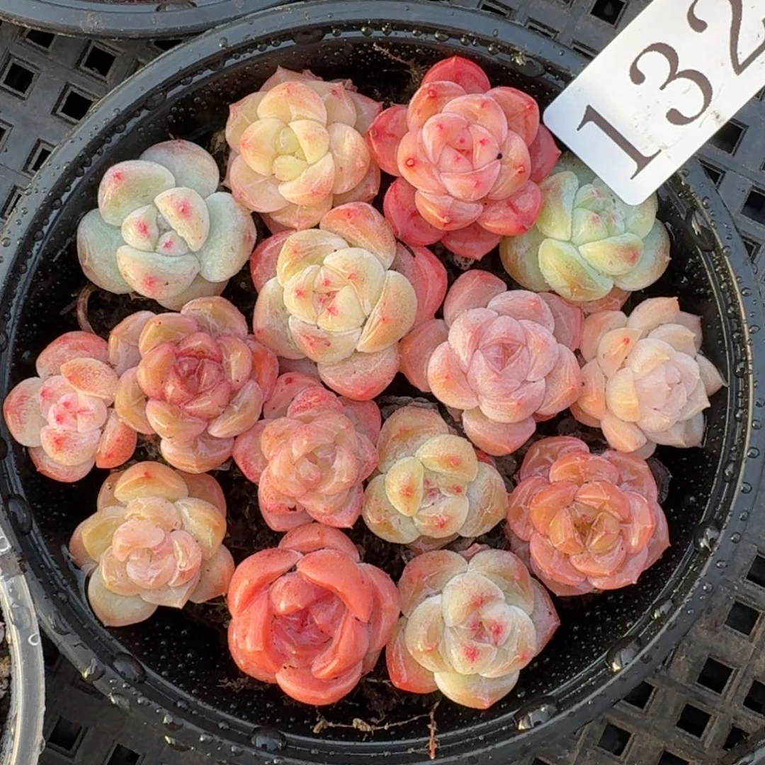 多肉植物多肉植物132