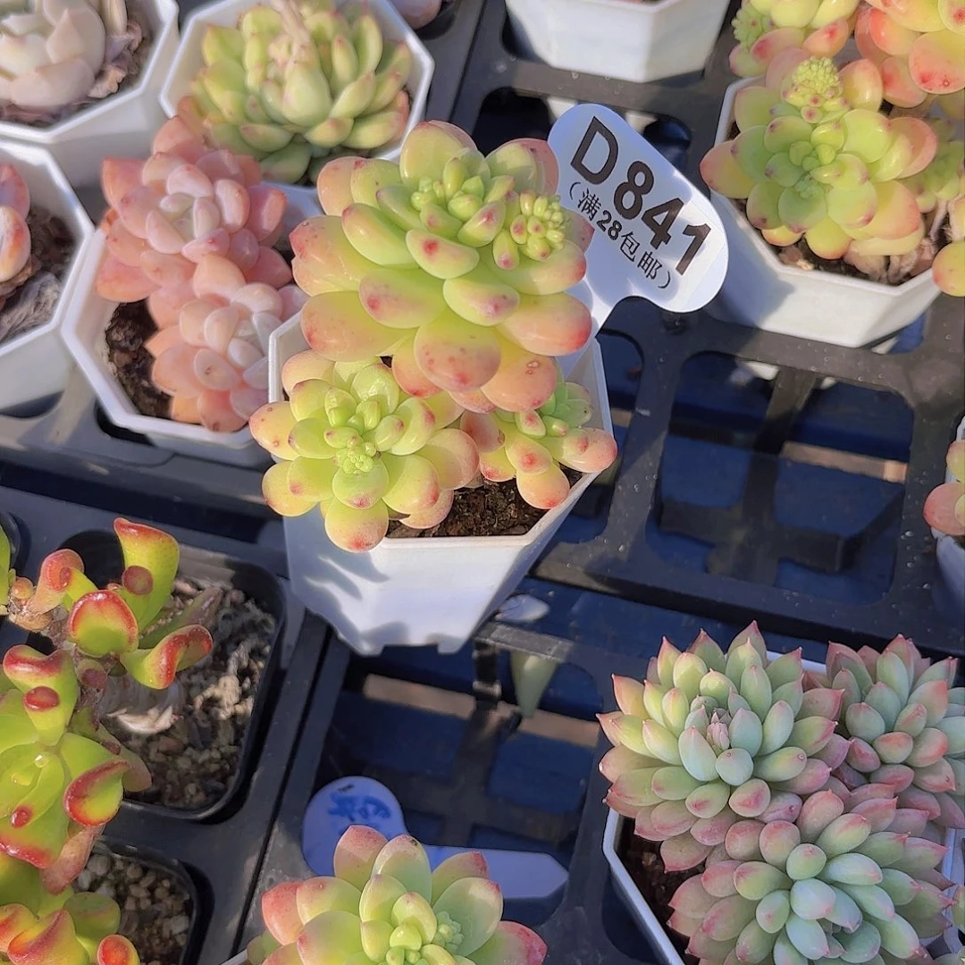 D841香格里拉一物一拍