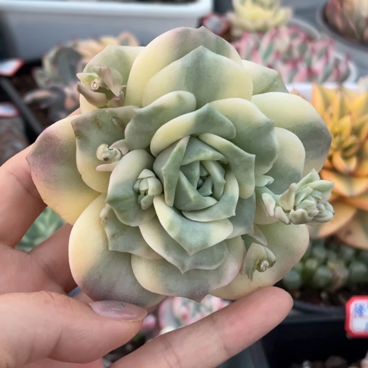 可爱玫瑰锦一物一拍