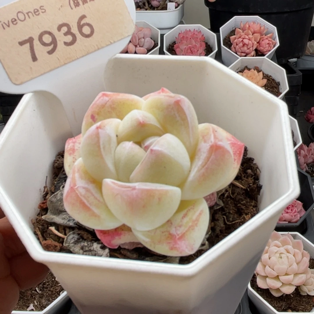 奶油冰玉7936-4.5厘米