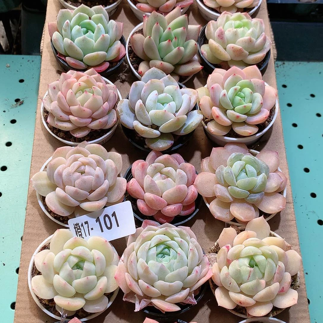 17-101一物一拍带盆18颗。