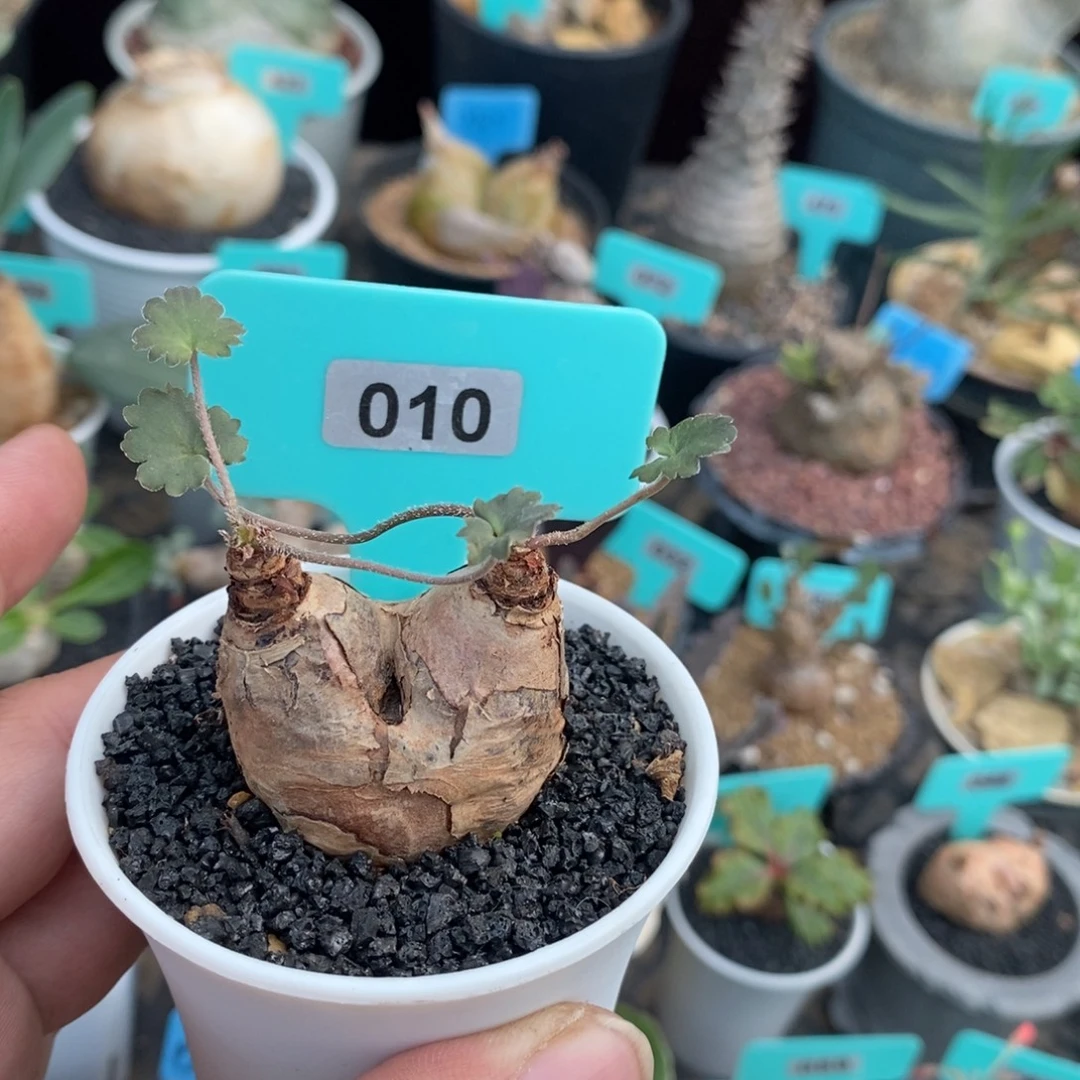 肾叶杨奎多肉植物