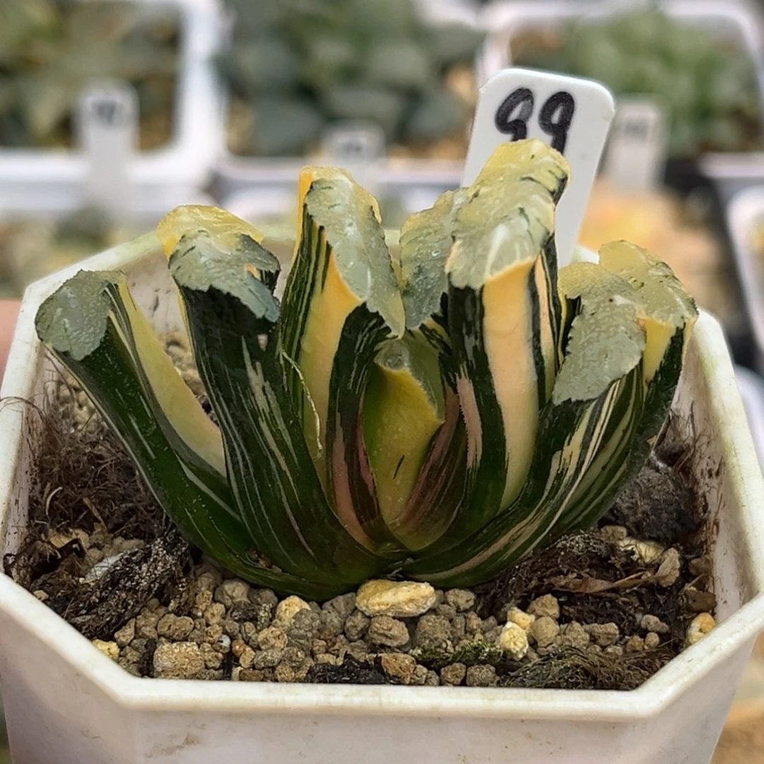 99实生玉扇锦福利专场