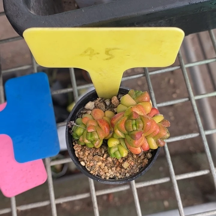 伯克利和格蕾纳等著名的