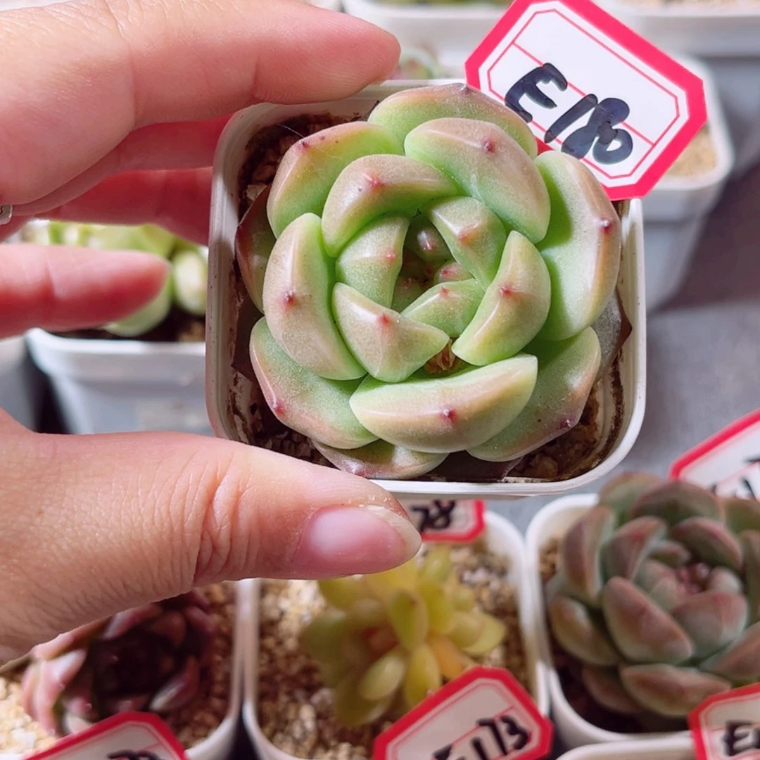 E180一物一拍 寒蝉