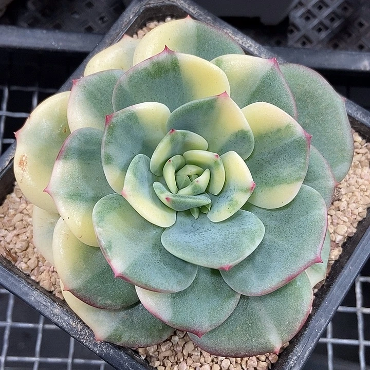 三文鱼锦多肉植物