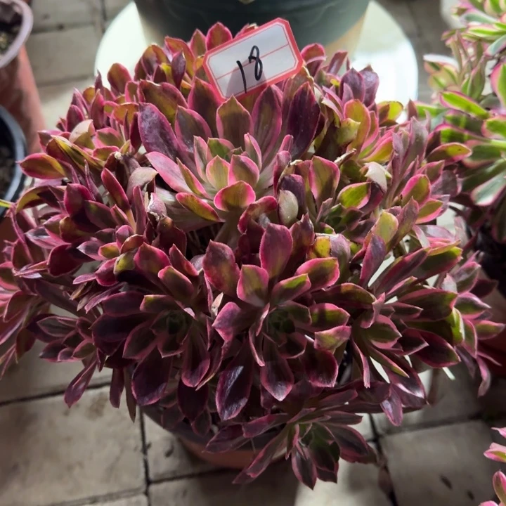 18号浣纱法师多肉植物