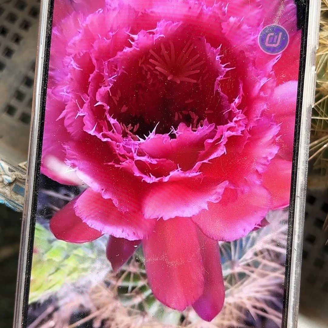 3-444无根侧牙六公分起瑕