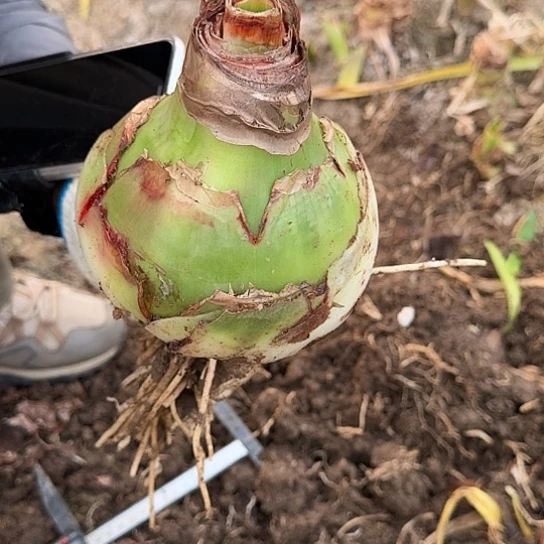 夏**薇2021杂交大球 14号14厘米左右开花无售后