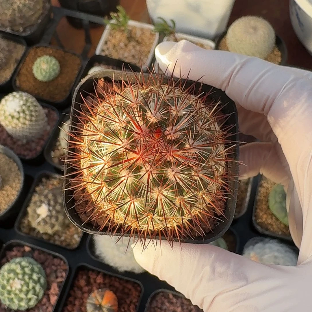 朝雾仙人球123423