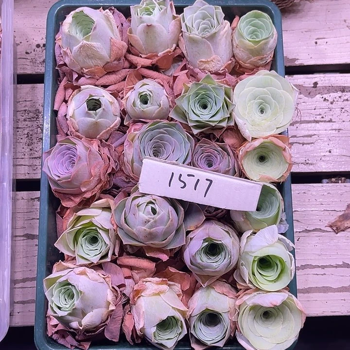 山地玫瑰1517号，一物一拍21颗