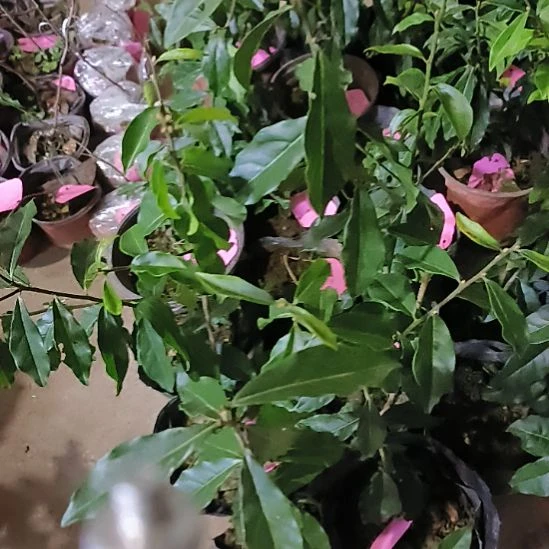 无花朵大车厘子金弹子嫁接