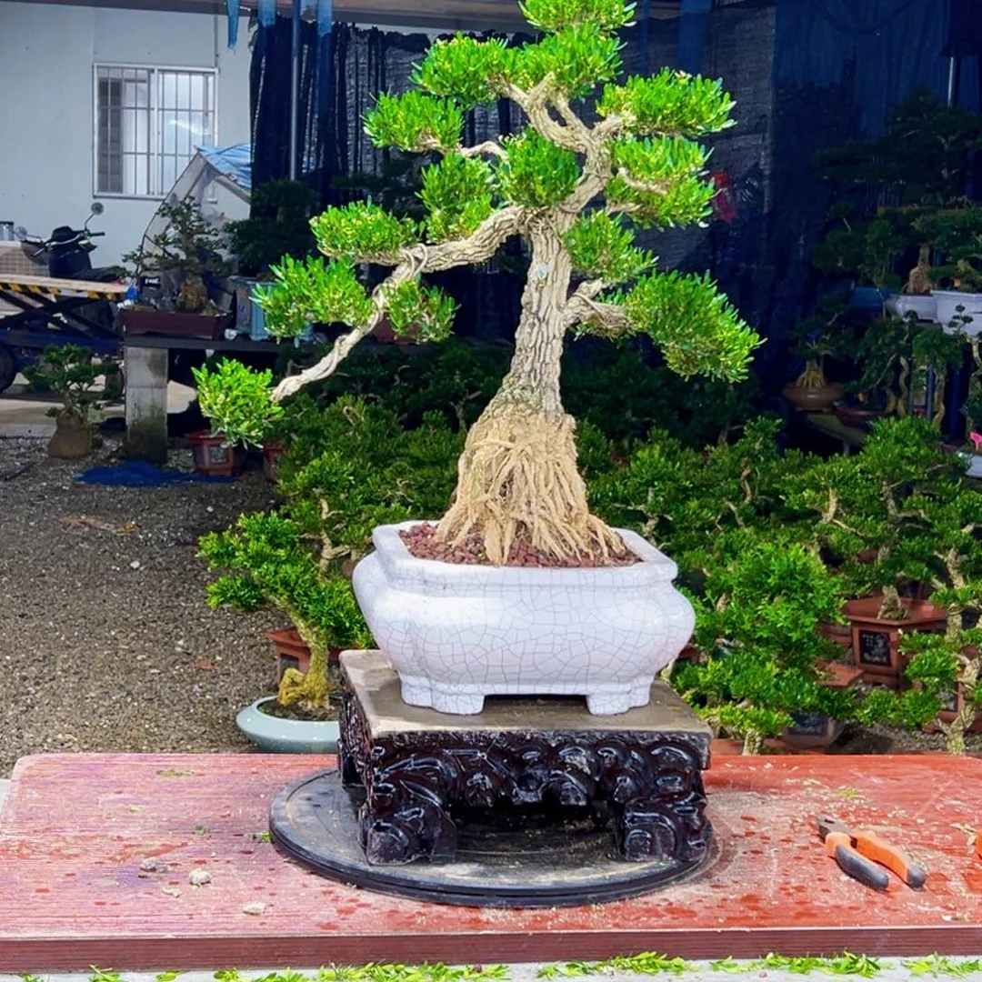 无花朵高端黄杨盆景艺术