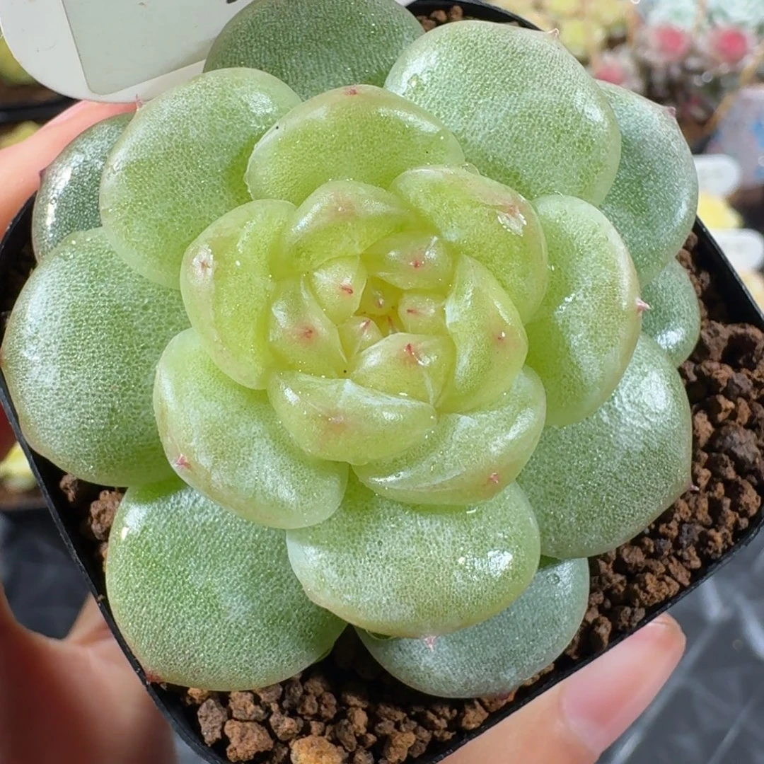 1111-33-6024单头一颗