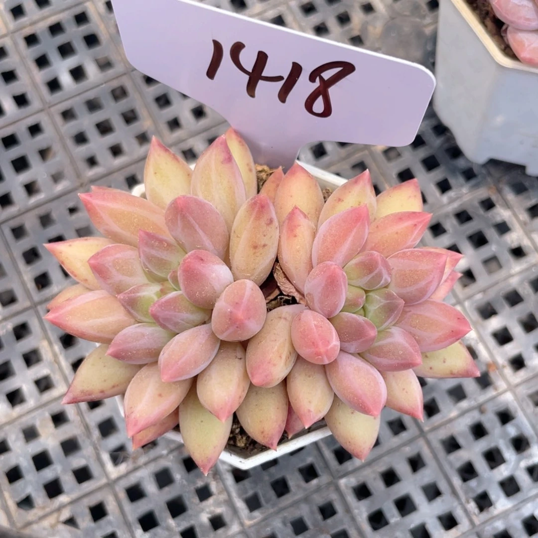 薇薇安园艺多肉1418