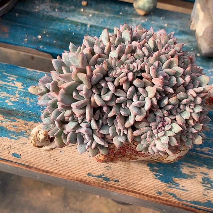 星影小叶朵朵缀一体