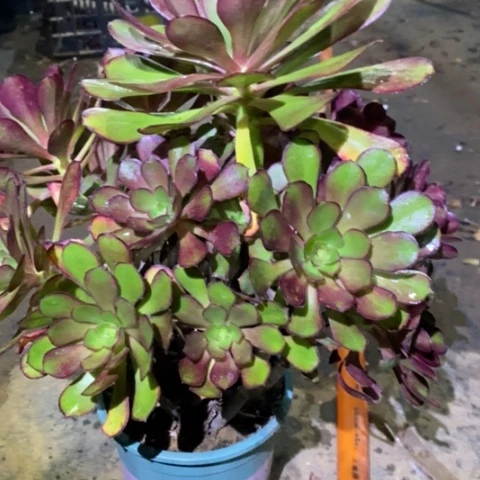 圆叶多肉植物068