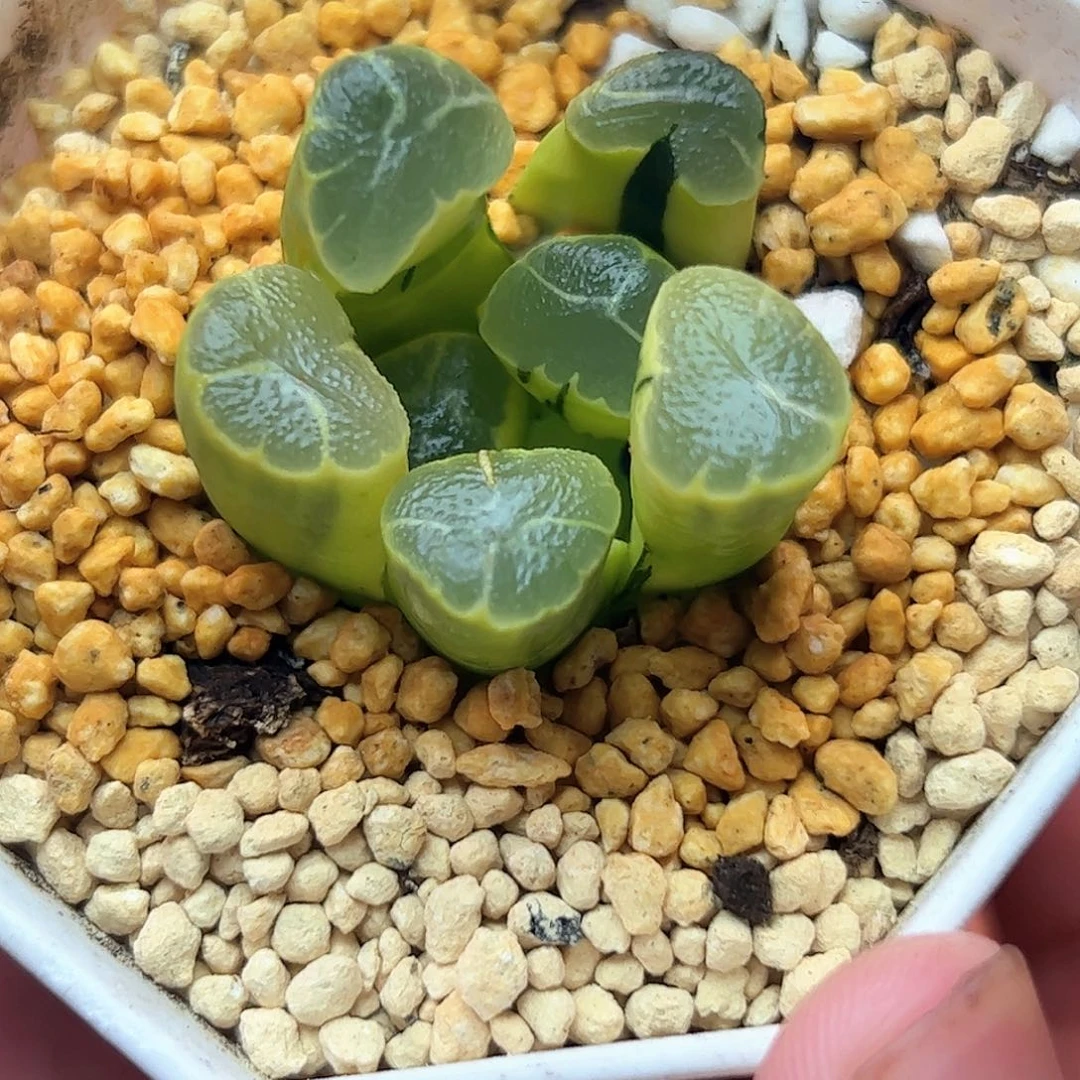 糊斑紫云殿锦十二卷多肉