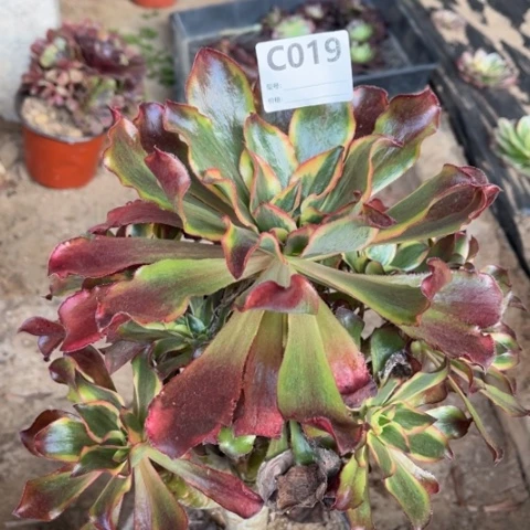 多肉植物魅影捧花