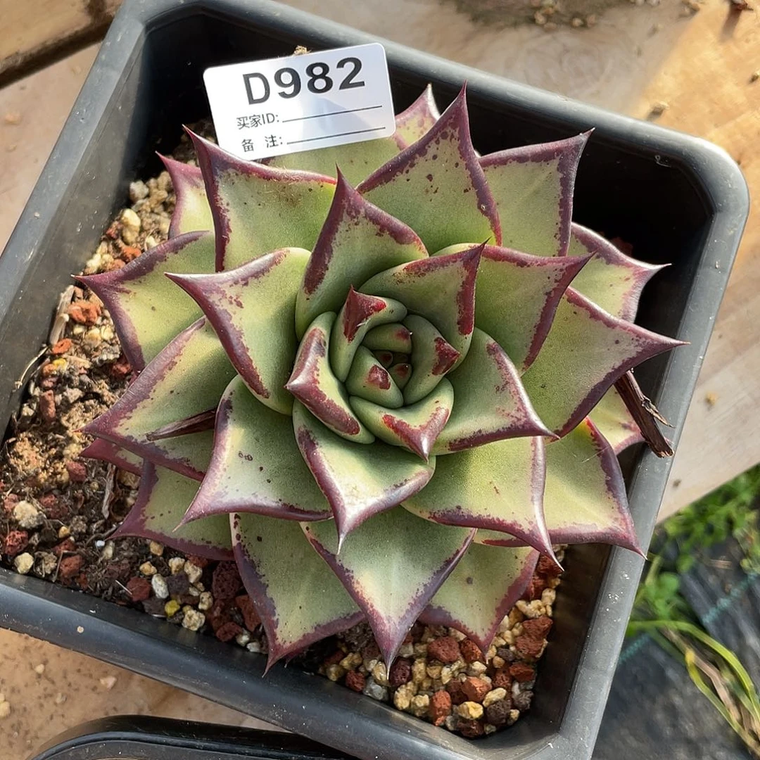若如东云单拍D982