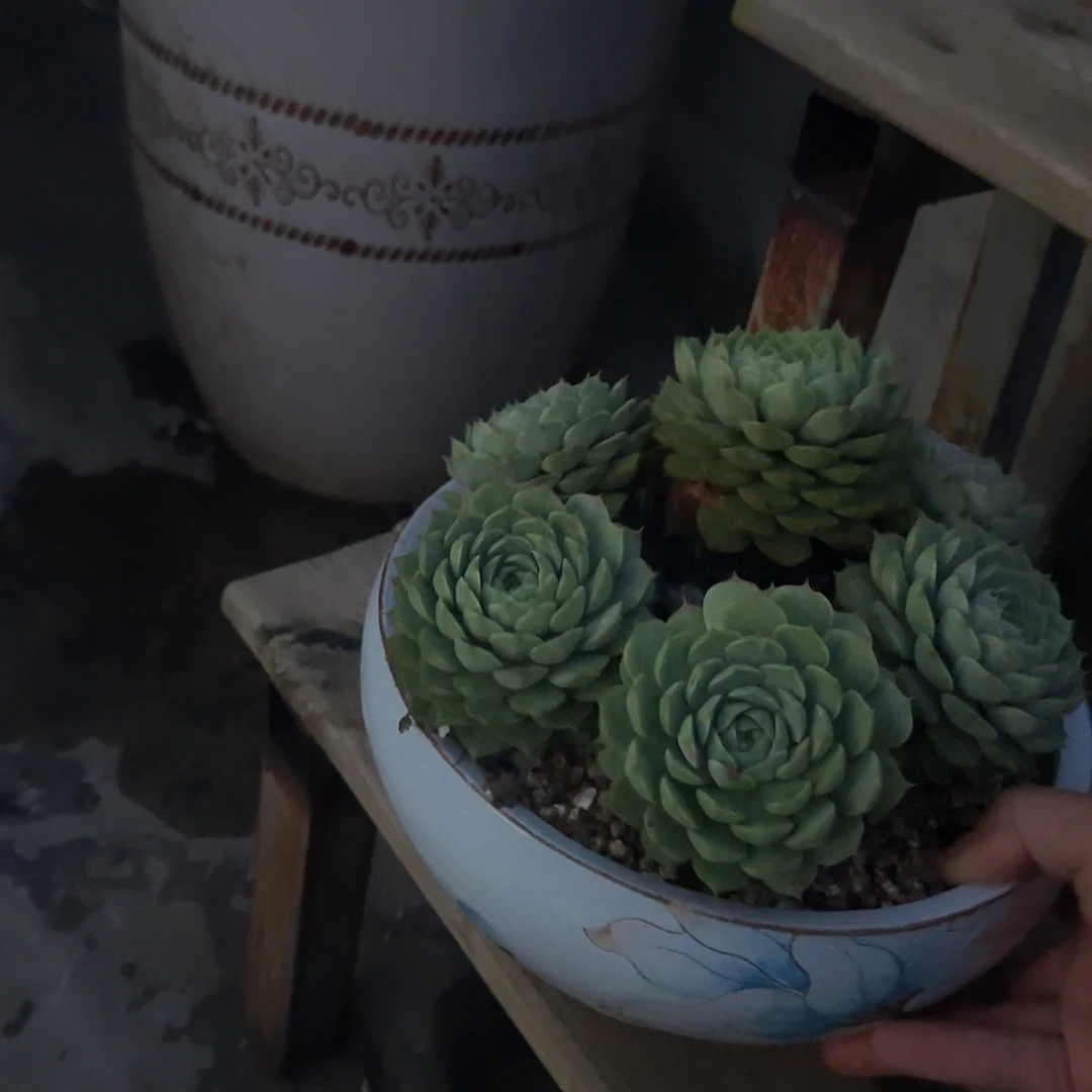 珍***珠多肉植物兰溪玫瑰