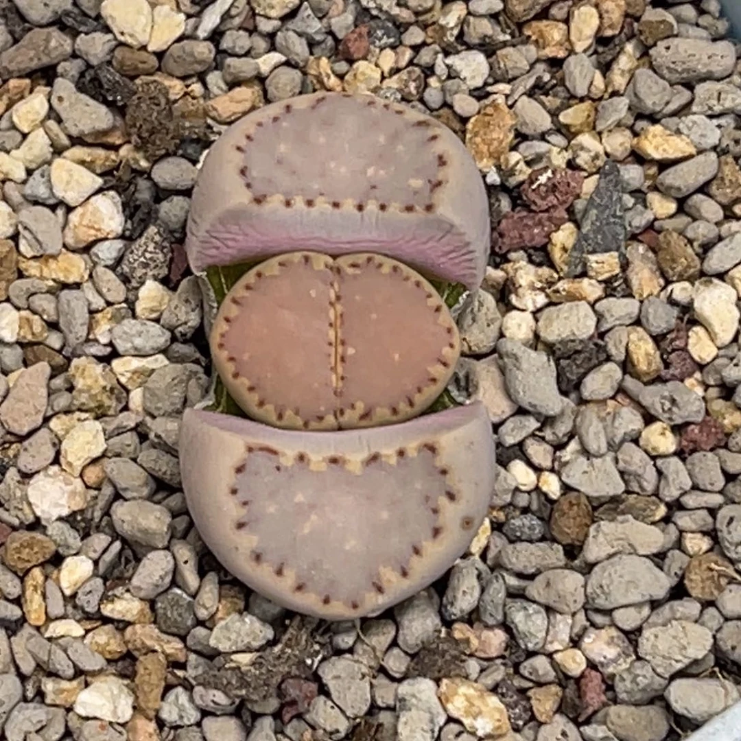 6255粉饼1尺寸新头1.4