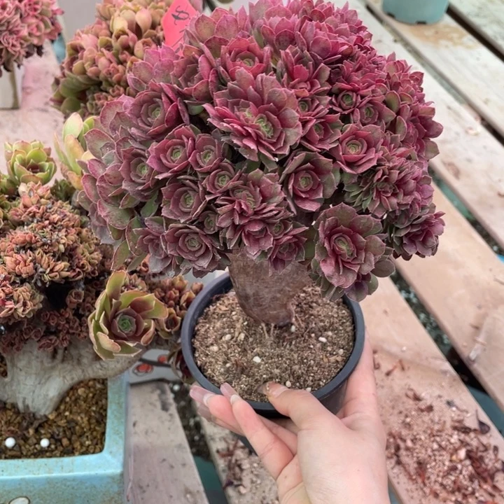 多肉葡萄等经济果品中具有优良特性而