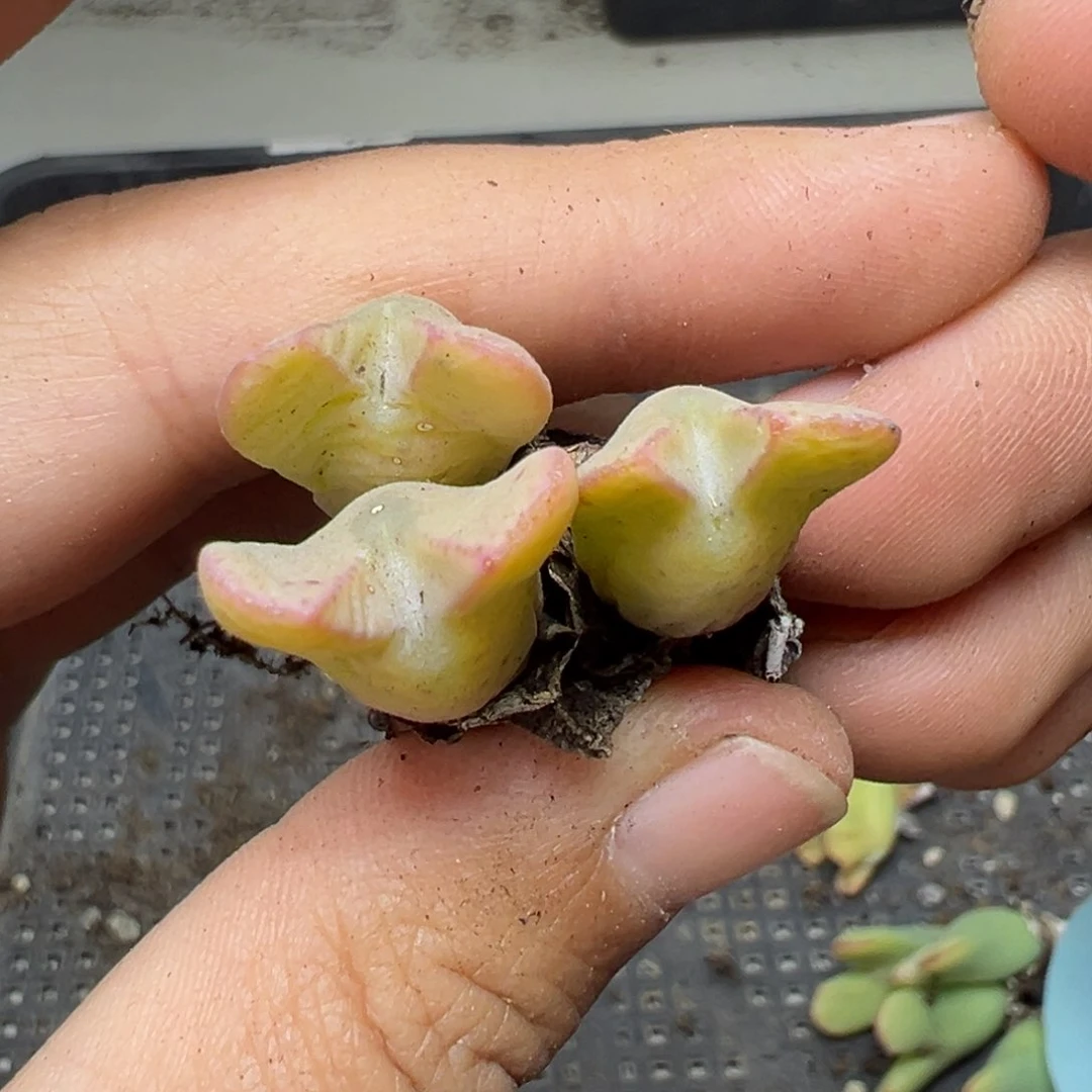 【闪购商品】206…..