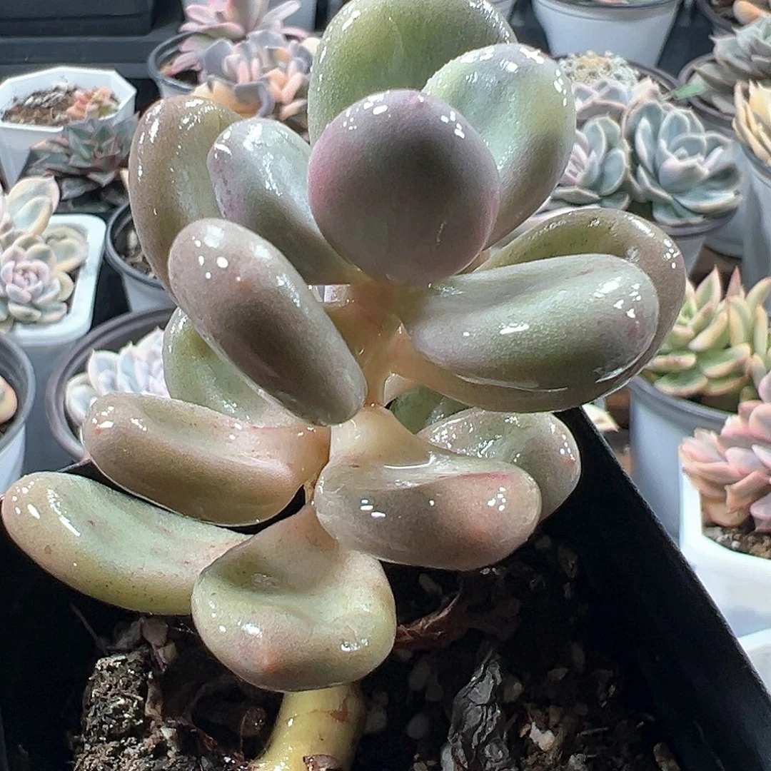 大叶奶酪锦 小方花圃一物一拍