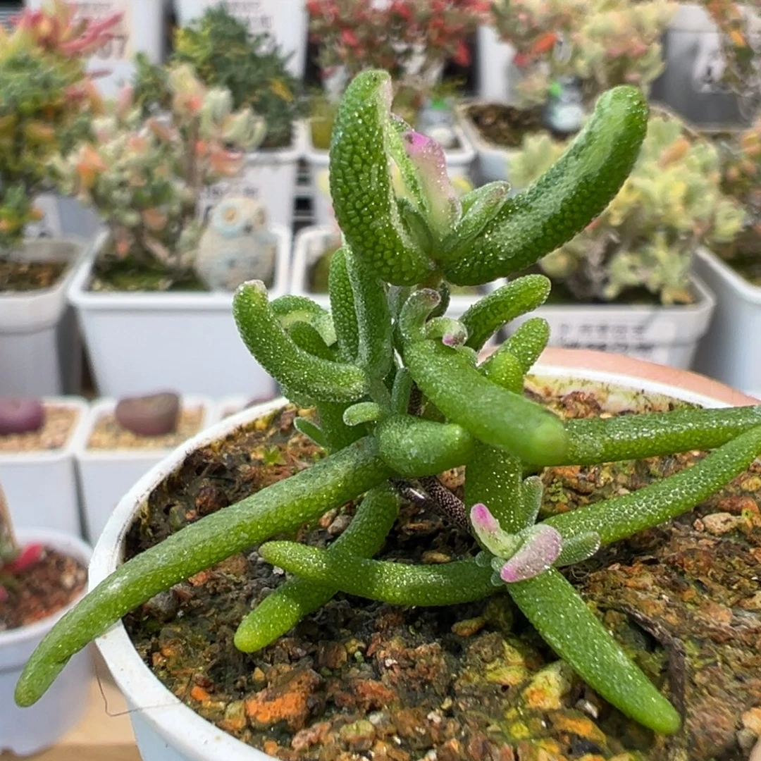 2-986开播福利彩虹卷五圆盆