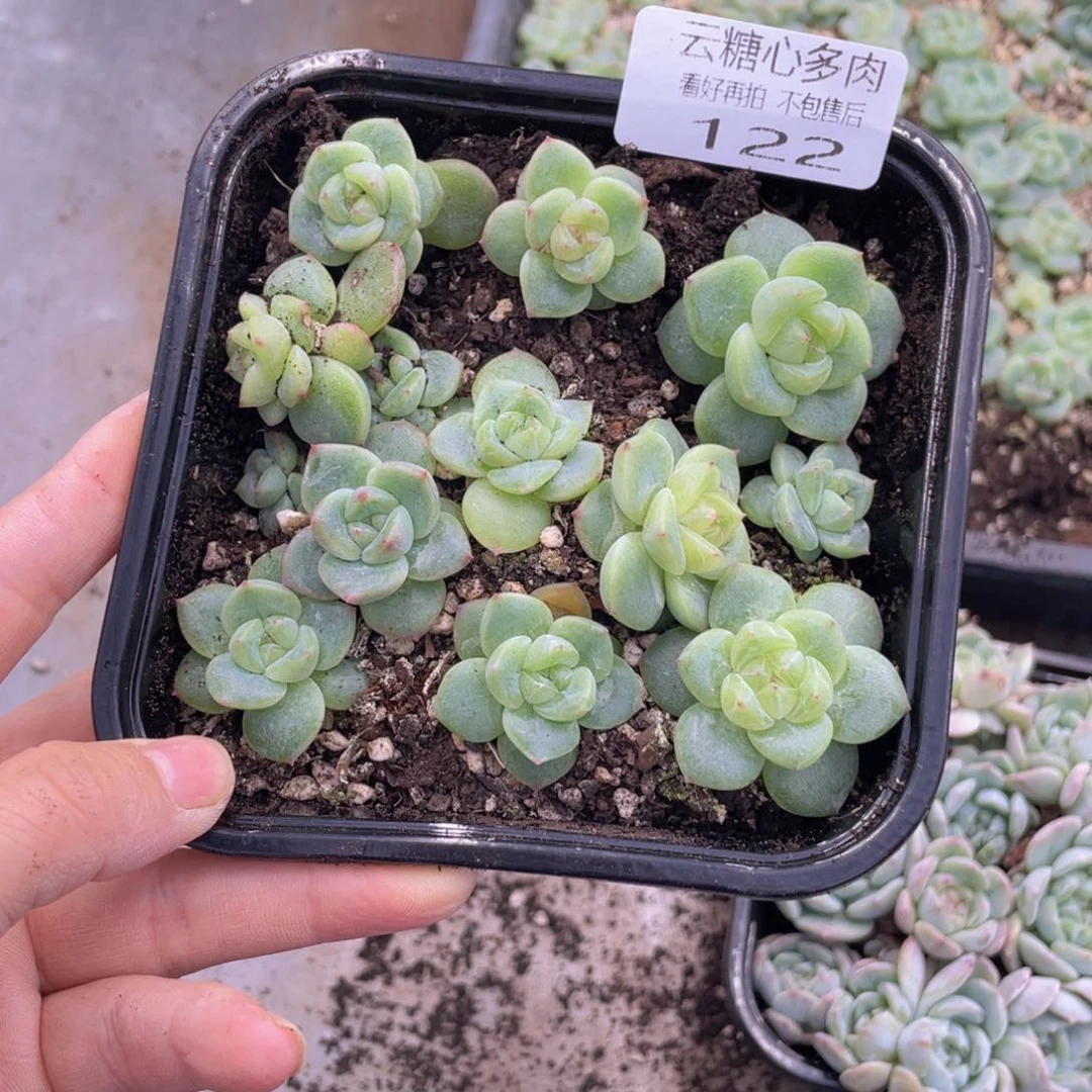 云糖心多肉植物122