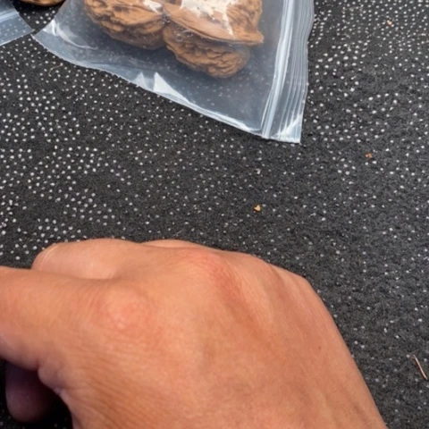 文玩核桃把件西楼5.5