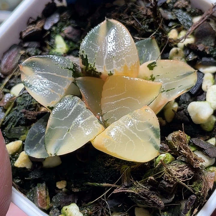 661巨大化花影锦特选福利