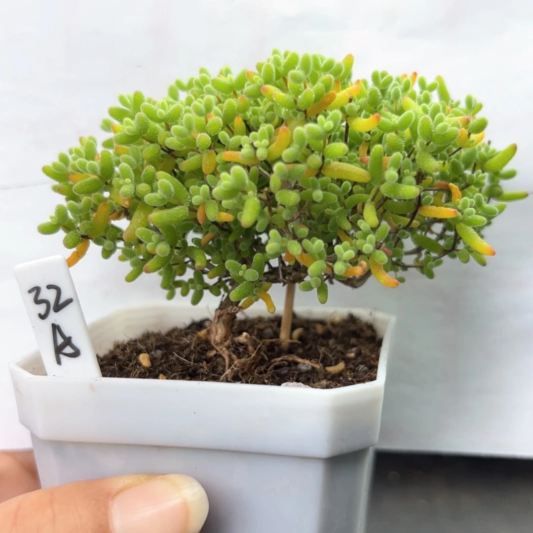 飘桩蜜橘糖球32号