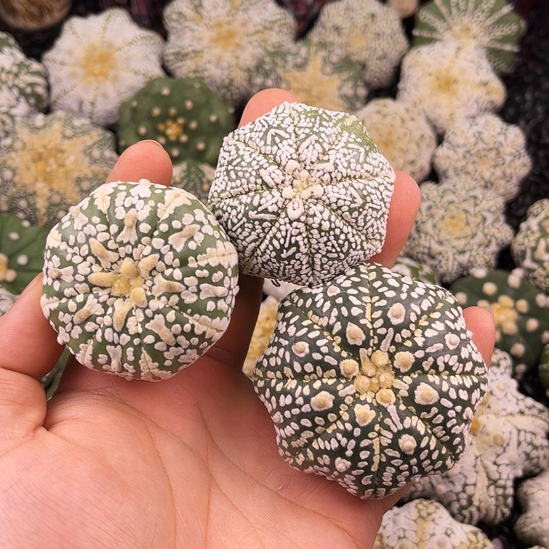 哈哈哈哈哈哈ｖ兜兜兜