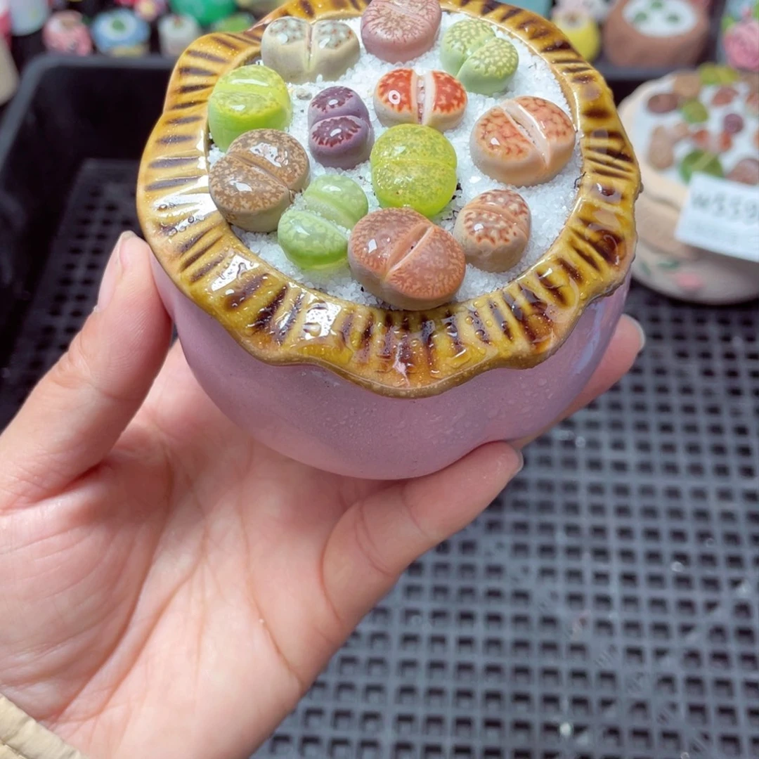 w5601 带盆土发货-零下地区拍保温箱