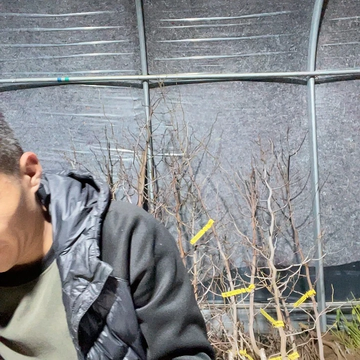 天***子无花朵葫芦一物一拍树苗