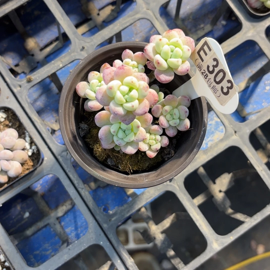 E303罗琦一物语拍