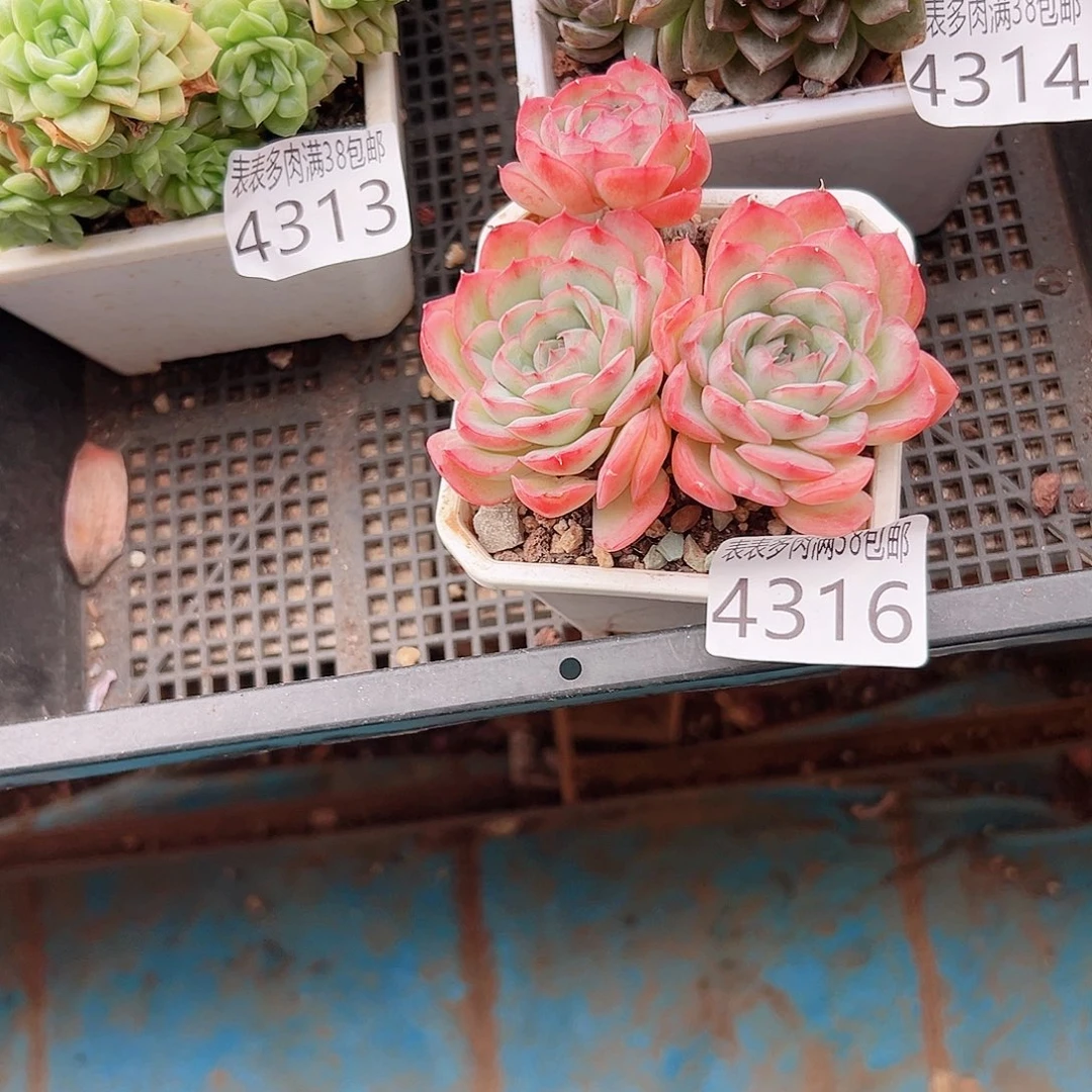 S***。无花朵多肉一物一拍植物4316