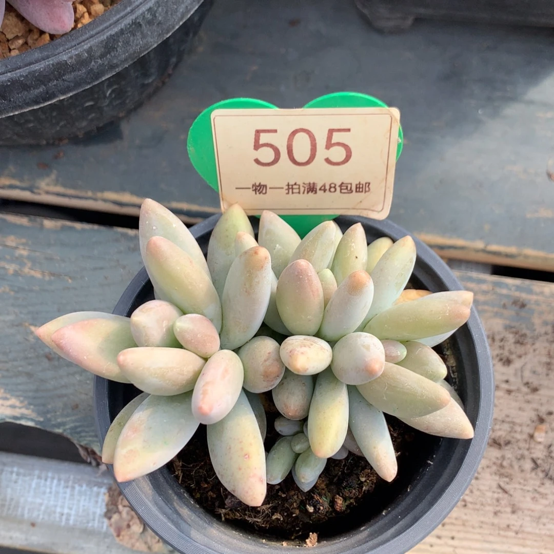 白兰地无砍平头505