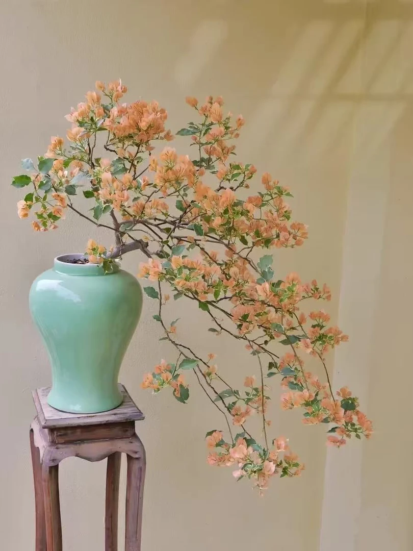 多品种勤花三角梅绿植盆栽适合阳台庭院楼顶种植